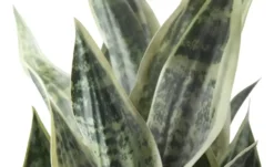 Sansevieria getopft