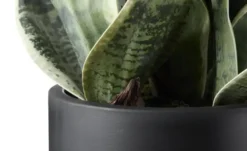 Sansevieria getopft