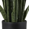 Sansevieria getopft