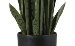 Sansevieria getopft