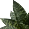 Sansevieria getopft