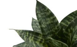 Sansevieria getopft
