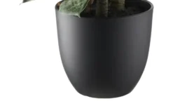 Sansevieria getopft