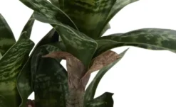 Sansevieria getopft