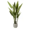 Strelitzia getopft