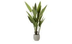 Strelitzia getopft