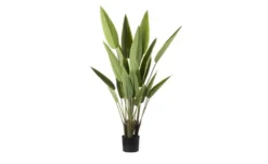 Strelitzia getopft