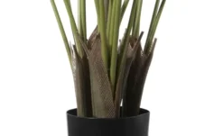 Strelitzia getopft