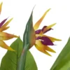 Strelitzia getopft