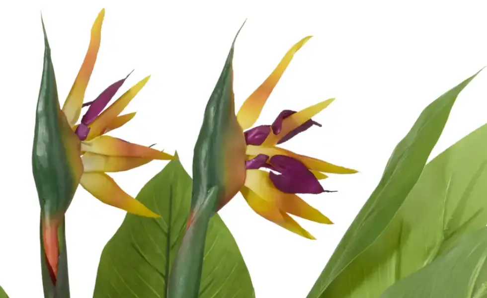 Strelitzia getopft