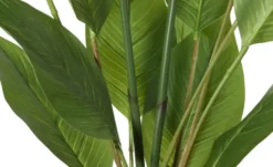 Strelitzia getopft