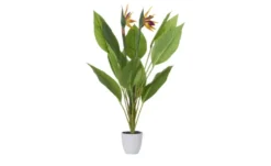 Strelitzia getopft