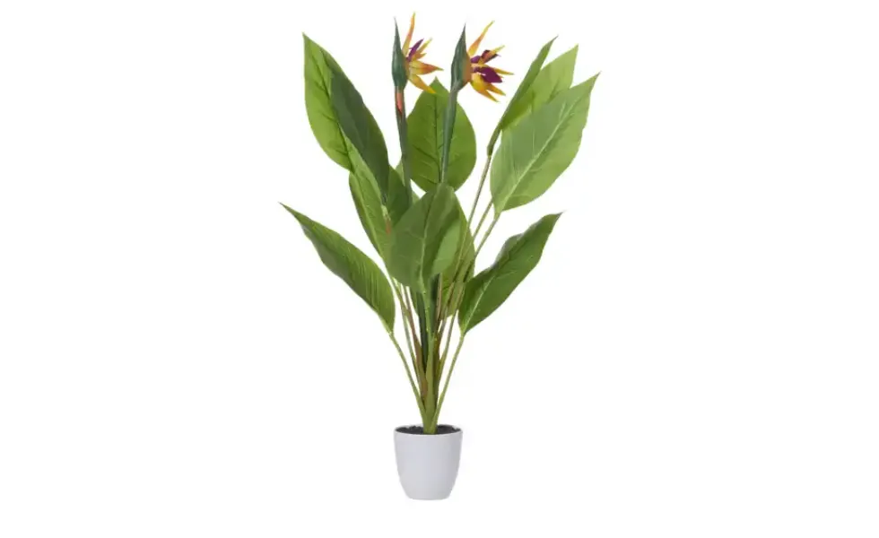 Strelitzia getopft