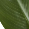Strelitzia getopft
