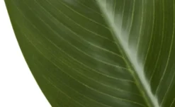 Strelitzia getopft