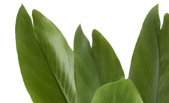 Strelitzia getopft