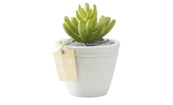 Sukkulente im Zementtopf