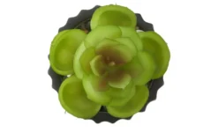 Sukkulente im Zementtopf