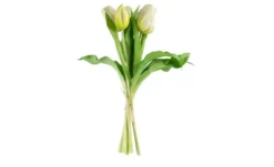 Tulpenbund