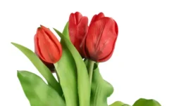 Tulpenbund