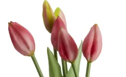 Tulpenbund, 7-fach