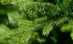 Weihnachtsbaum