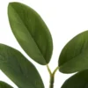Zamifolia getopft