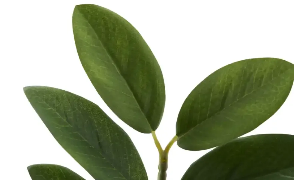 Zamifolia getopft