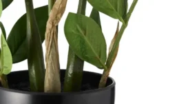 Zamifolia getopft