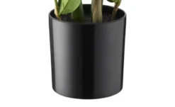 Zamifolia getopft