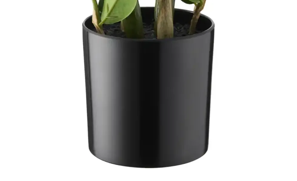 Zamifolia getopft