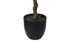 Zitronenbaum getopft